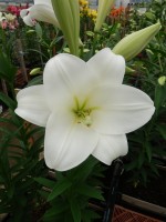 [5141 Global Justice Mak No02.JPG]